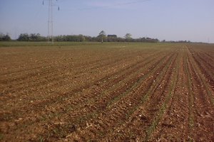 scibli al 03 maggio 2000