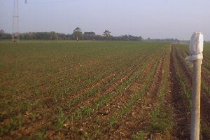 scibli al 10 maggio 2000