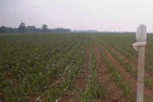 scibli al 19 maggio 2000