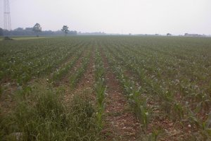 scibli al 19 maggio 2000 altra angolatura