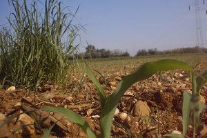 wallpaper mais scibli 1