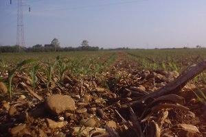 wallpaper mais scibli 2